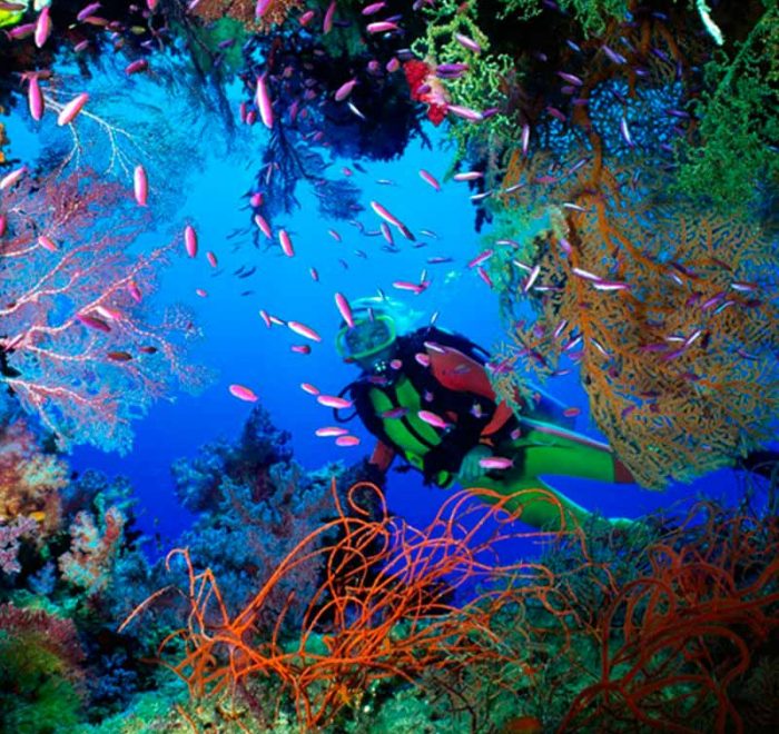 Buceo en arrecife de Cozumel