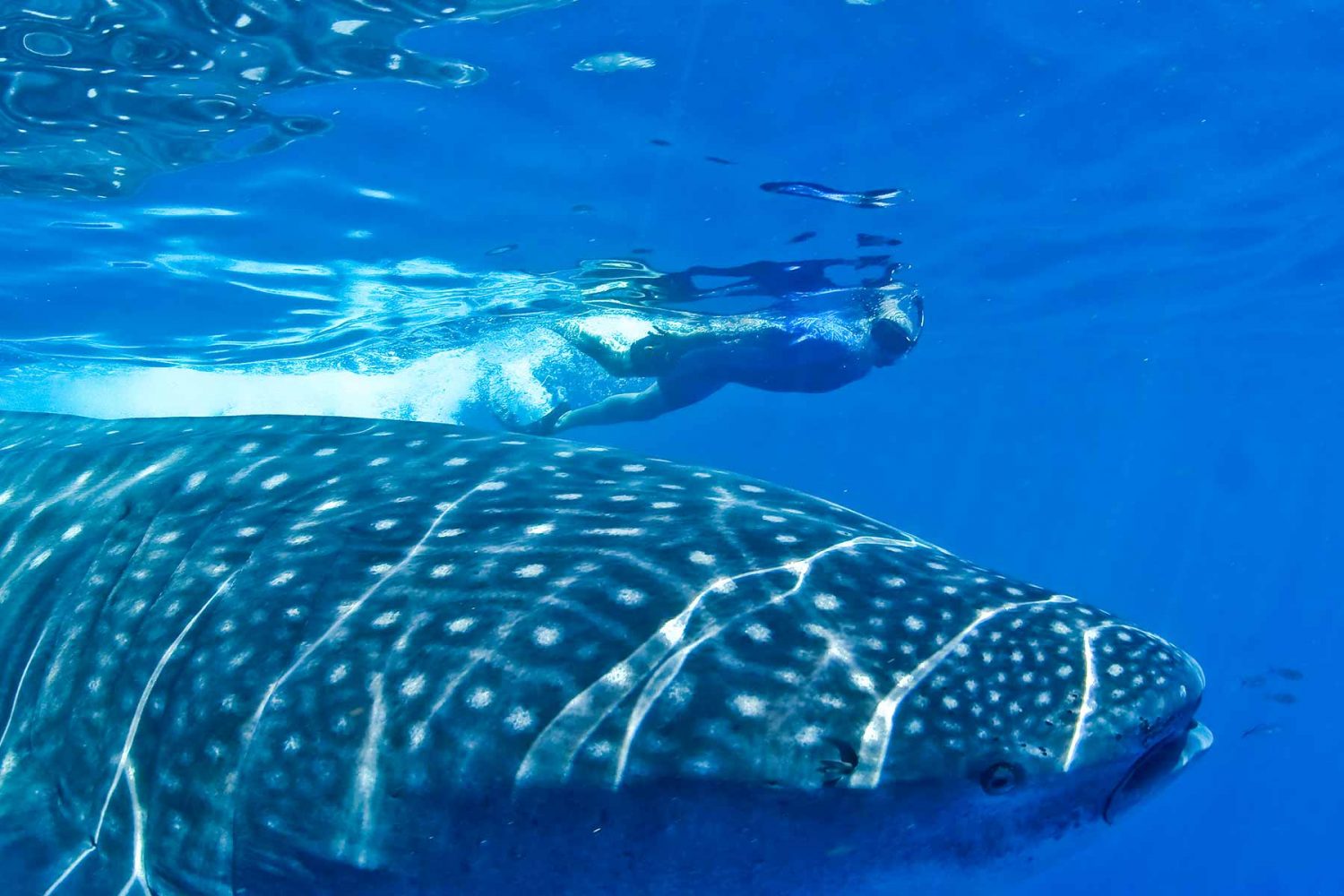 Buceo con snorkel junto al tiburón ballena