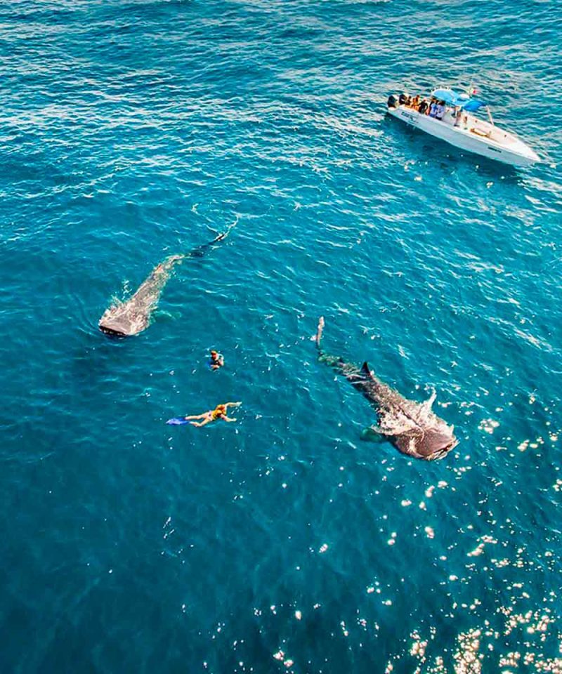 Habitat natural del tiburón ballena